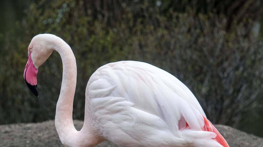 Geburtstagskarte Für 6-Jährige – Süßer Ballett-Flamingo, Perfekt Zum 6. Geburtstag!